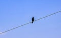 Great-tailed Grackle bird on power pole cable ladder stairs