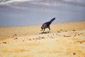 Great-tailed Grackle birds eating Winged Male Drone Leafcutter ants, dying on beach after mating flight with queen in Puerto Valla