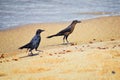 Great-tailed Grackle birds eating Winged Male Drone Leafcutter ants, dying on beach after mating flight with queen in Puerto Valla