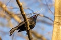 Great-tailed Grackle on a branch Montrose Point Bird Sanctuary