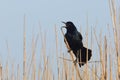 Great-tailed Grackle Calling - Texas