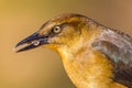 Great-Tailed Grackle