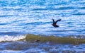 Great Tailed Grackle fly blue sky sea and water in Mexico Royalty Free Stock Photo