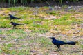 Great Tailed Grackle male birds grass field Mexico City park