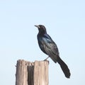 Great-tailed Grackle male quiscalus mexicanus