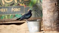 Great-tailed grackle perched on a bucket