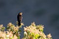 Great-tailed Grackle, Quiscalus mexicanus