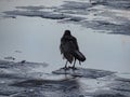 Great Tailed Grackle