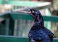 Great Tailed Grackle