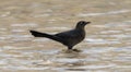 Great-tailed Grackle Quiscalus mexicanus in a Pool in Mexico Royalty Free Stock Photo