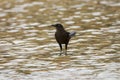 Great-tailed Grackle Quiscalus mexicanus in a Pool in Mexico Royalty Free Stock Photo