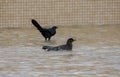 Great-tailed Grackle Quiscalus mexicanus in a Pool in Mexico Royalty Free Stock Photo
