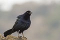 Great-tailed Grackle Royalty Free Stock Photo