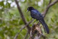 Great-tailed Grackle Royalty Free Stock Photo