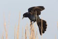 Great-tailed Grackle - Texas