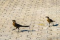 Great-tailed grackles females babies males eat feed each other