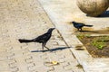 Great-tailed grackles females babies males eat feed each other