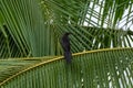 Great-tailed Grackles, Quiscalus mexicanus, black bird Royalty Free Stock Photo