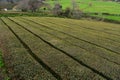 Fantastic Tea Plantation with Manicured Shrubs in the Azores Royalty Free Stock Photo