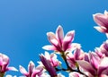 magnolia pink fowers on blue sky background ai