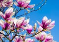 magnolia pink fowers on blue sky background ai