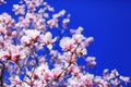 Great texture of magnolia pink fowers on blue sky background. Best for march 8 international womens or women day Royalty Free Stock Photo