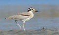 Great Thick Knee walking in the river bed