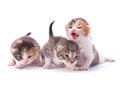 Great three kitten Royalty Free Stock Photo