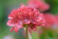 Great thrift Armeria pseudarmeria Ballerina Red, red flowers in close-up