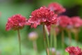 Great thrift Armeria pseudarmeria Ballerina Red, red flowers