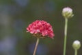 Great thrift Armeria pseudarmeria Ballerina Red, with red flower
