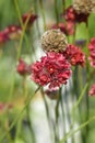 Great thrift Ballerina Red