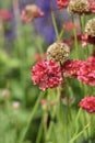 Great thrift Ballerina Red