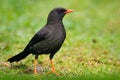 Great thrush, Turdus fuscater, exotic rare tropic bird in the nature habitat, dark green forest, Amazon, Ecuador. Wildlife scene