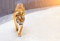 Great tiger male in the nature habitat. Tiger walk during the golden light time. Wildlife scene with danger animal.