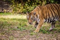 The great tiger roaming around its place at nationalpark of india
