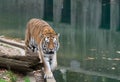 Great tiger walking in zoo