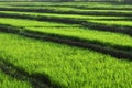 Rice field in the morning