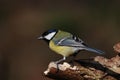 Great Tit