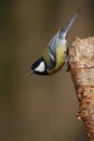 Great Tit Royalty Free Stock Photo