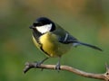 Great tit Royalty Free Stock Photo