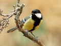 Great tit Royalty Free Stock Photo