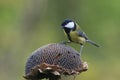 Great tit