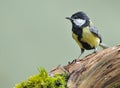 Great tit.