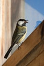 Great Tit