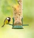 Great Tit Royalty Free Stock Photo