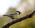 Great tit