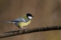 Great Tit