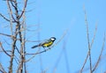 Great tit, Apajpuszta, Hungary Royalty Free Stock Photo