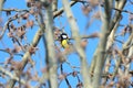 Great tit, Apajpuszta, Hungary Royalty Free Stock Photo